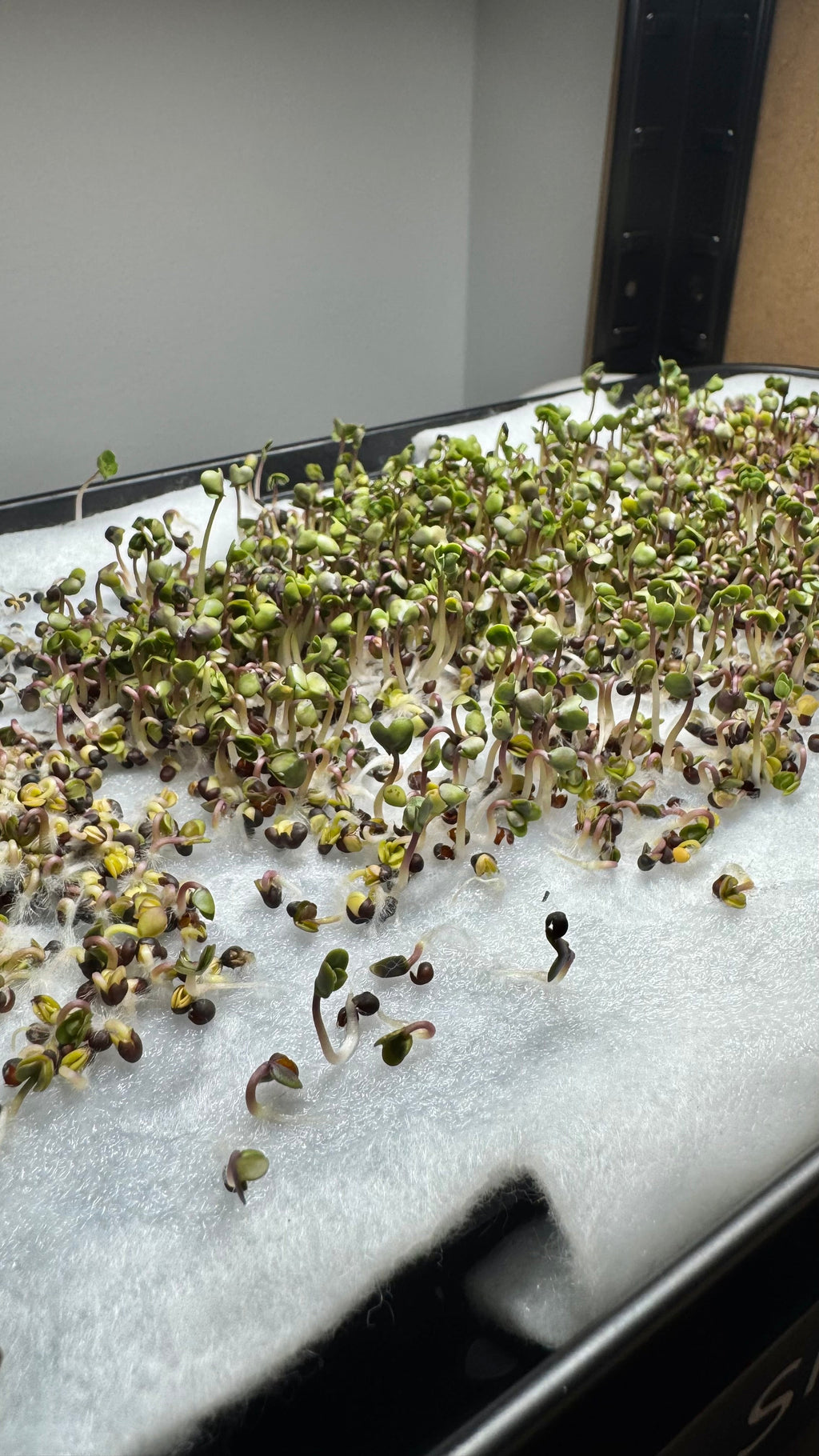 Mikrogrönt som växer på SproutBench odlingsbänk.