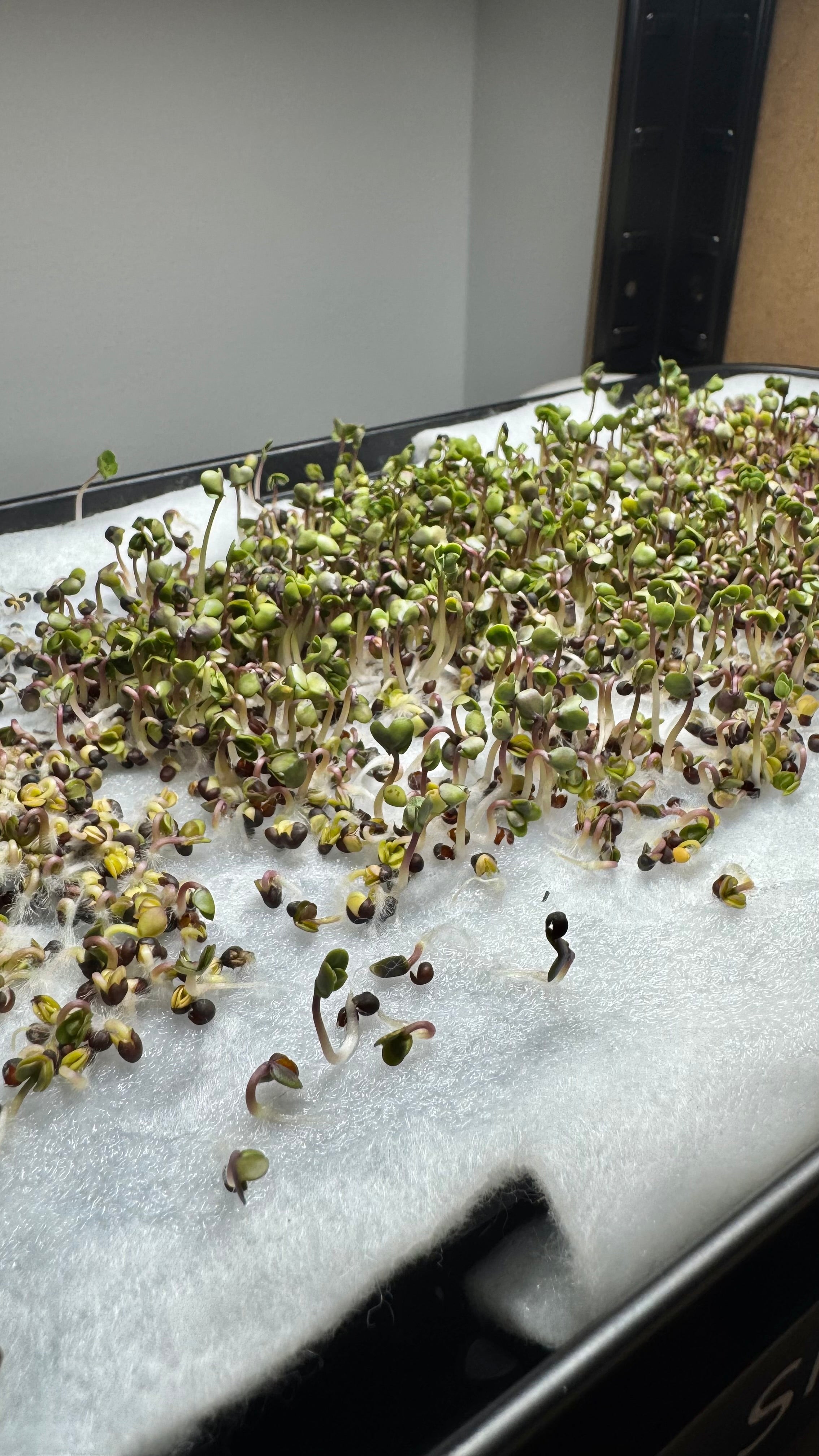 Mikrogrönt som växer på SproutBench odlingsbänk.