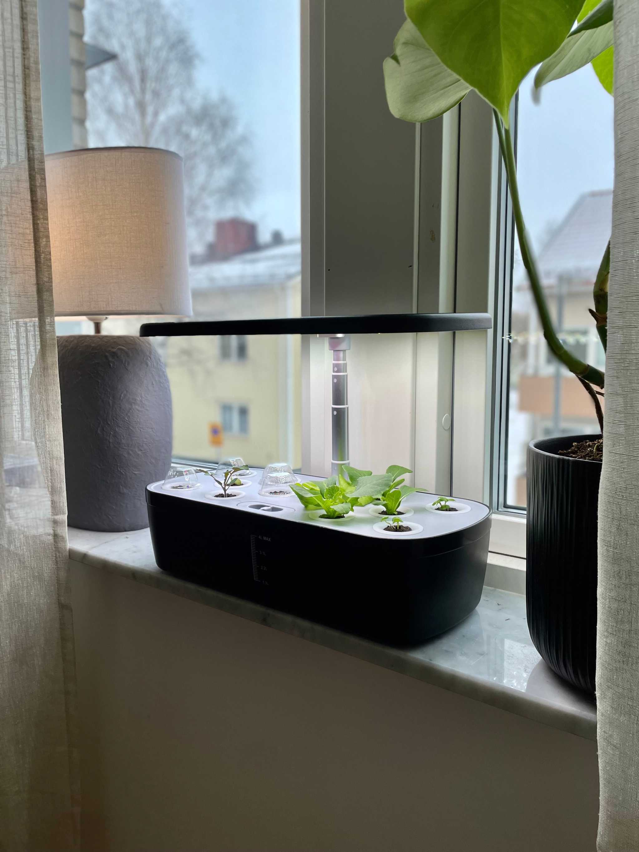 Hydroponic system Smoothcrops Hydrowave with LED lamp for 12 plants on windowsill.