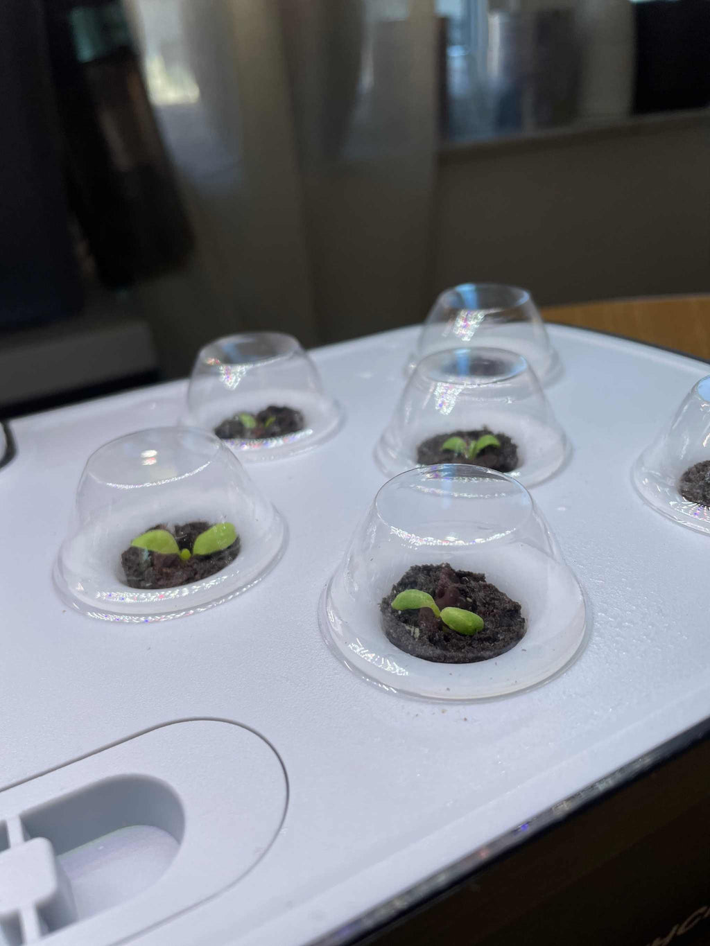 Smoothcrops Hydrowave hydroponic system with germinating plants in a sleek white design.