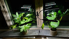Smoothcrops växtlampa LED lampa med justerbara armar belyser växter vid fönster.