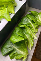 Smoothcrops Hydrowave hydroponic system with fresh green lettuce leaves.