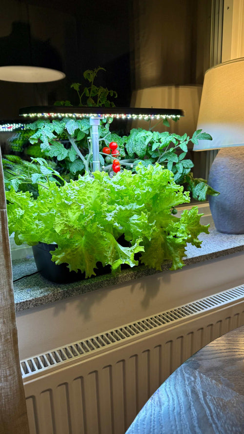 Smoothcrops Hydrowave hydroponic system growing lush plants on a windowsill.