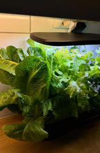 Hydroponic system Smoothcrops Hydrowave with 12 plants, LED light.