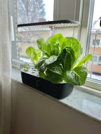 Hydroponic garden system with 12 plants and adjustable LED lamp on a windowsill.