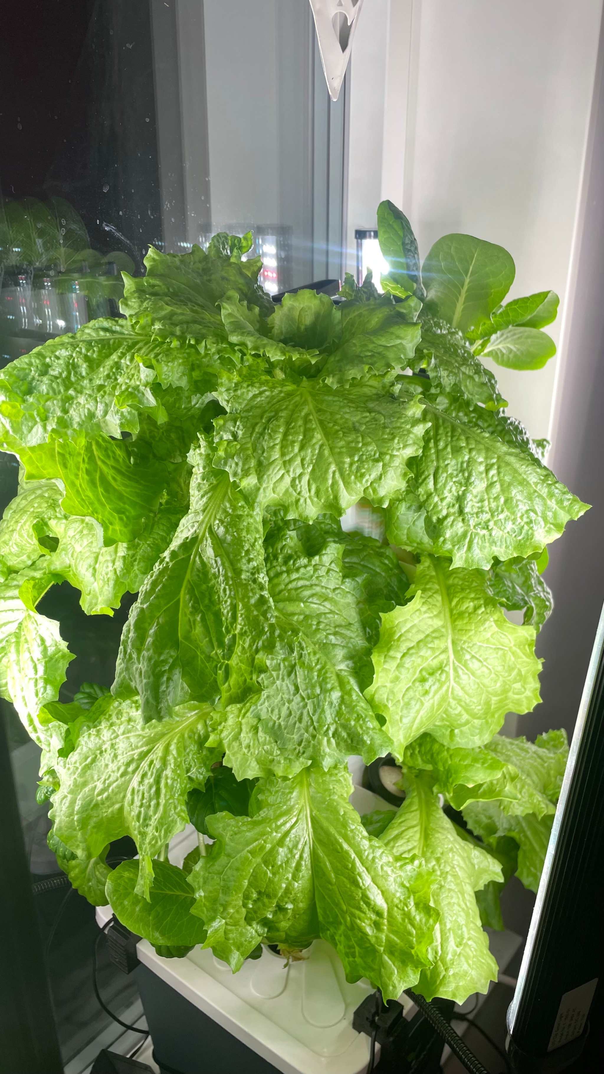 Hydroponic lettuce growing in Skystack vertical garden with LED lighting.