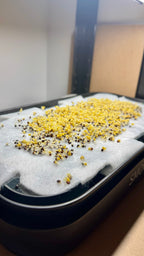 Mikrogrönt som odlas på SproutBench med fibermatta och LED-lampa.