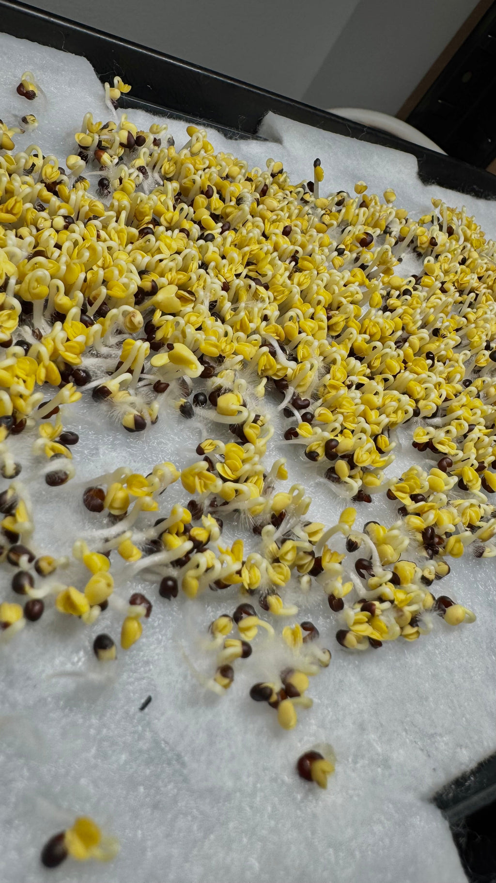 Mikrogrönt som växer på fibermatta med Sproutbench odlingsbänk.