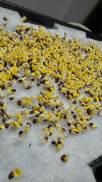 Mikrogrönt som växer på fibermatta med Sproutbench odlingsbänk.