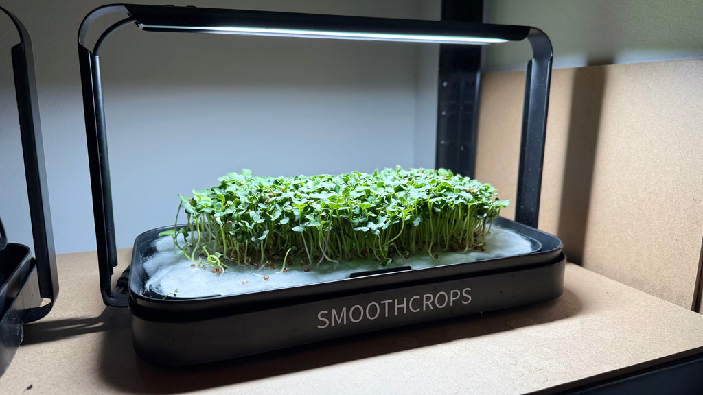 Mikrogrönt växer på SproutBench med LED-odlingslampa.