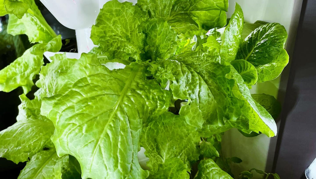 Odlingstorn Skystack