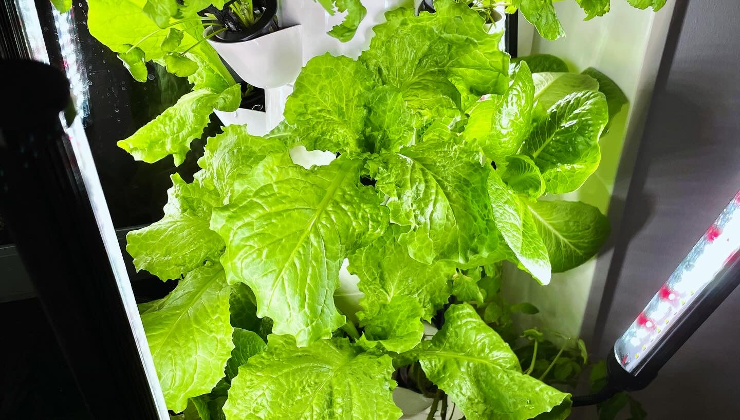 Smoothcrops Skystack, Hydroponic cultivation